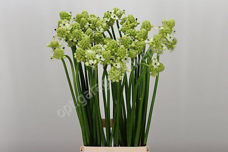 Ornithogalum Saundersiae
